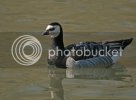 barnaclegoose0516.jpg