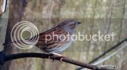 hedgesparrow0526.jpg
