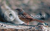 hedgesparrow0528.jpg