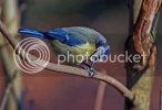 bluetits0531.jpg