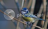 bluetits0529.jpg