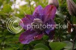anotherclematis.jpg