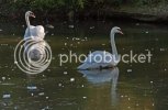 icyswan0546.jpg icyswan0546.jpg