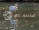 icyswan0544.jpg icyswan0544.jpg