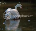 icyswan0541.jpg icyswan0541.jpg