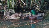 mallards0521.jpg