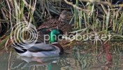 mallards0519.jpg