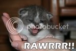 rawrrr.jpg