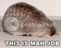 lolcat_this_is_mah_job.jpg