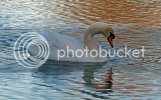 swan0610copy.jpg