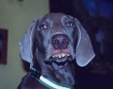 Redneck_Dog.jpg
