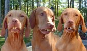 redneck_dogs_lg.jpg