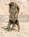 t1_squirrel_nuts.jpg
