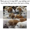 fox_and_hounds.jpg