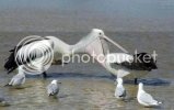 funny-bird-pictures-pelican-dentist.jpg