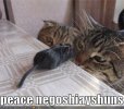 lolcatsfunny-pictures-cats-mouse.jpg