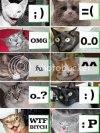 funny_cat_wtf.jpg