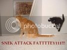kitty.jpg