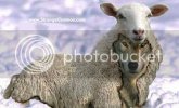Wolf20-20sheep.jpg