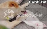 dog_licking_pussy_cat.jpg