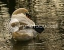 swan0645copy.jpg
