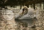 swan0641copy.jpg