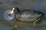 coot0650copy.jpg