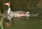 grebe0654copy.jpg