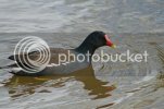 moorhen0651copy.jpg