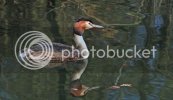 grebe0656copy.jpg