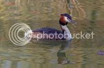 grebe0658copy.jpg