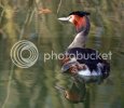 grebe0659.jpg