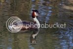 grebe0662copy.jpg