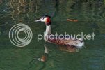 grebe0663copy.jpg
