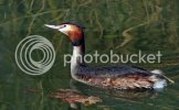 grebe0664copy.jpg