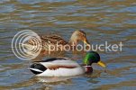 mallard0688copy.jpg