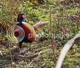 pheasant0689copy.jpg