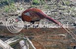 pheasant0690copy.jpg