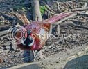 pheasant0692copy.jpg