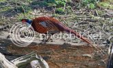 pheasant0691copy.jpg