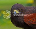 hawk0092copy.jpg