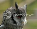 owl0096copy.jpg