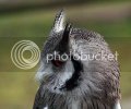 owl0093copy.jpg