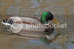 mallard0105.jpg