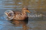mallard0107.jpg