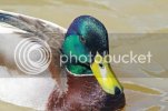 mallard0108.jpg