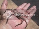 Spider_Dads_hand.jpg