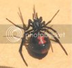 BlackWidowSpider.jpg
