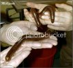 millipede.jpg