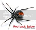 053005_redback.jpg